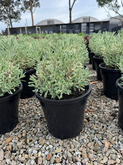 Euphorbia characias 'Silver Swan' pbr