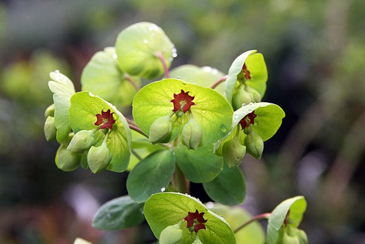 Euphorbia martinii