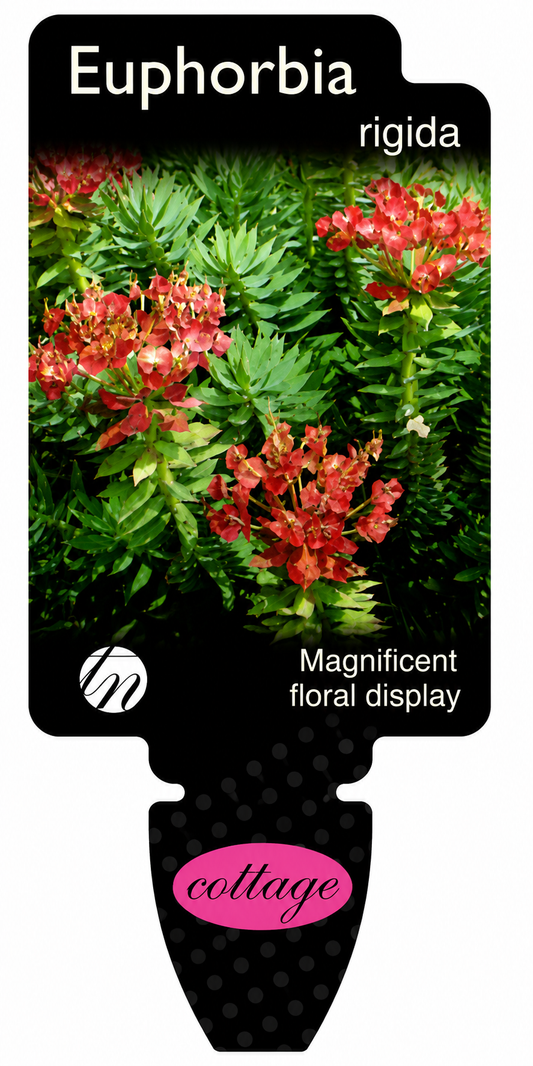 Euphorbia rigida