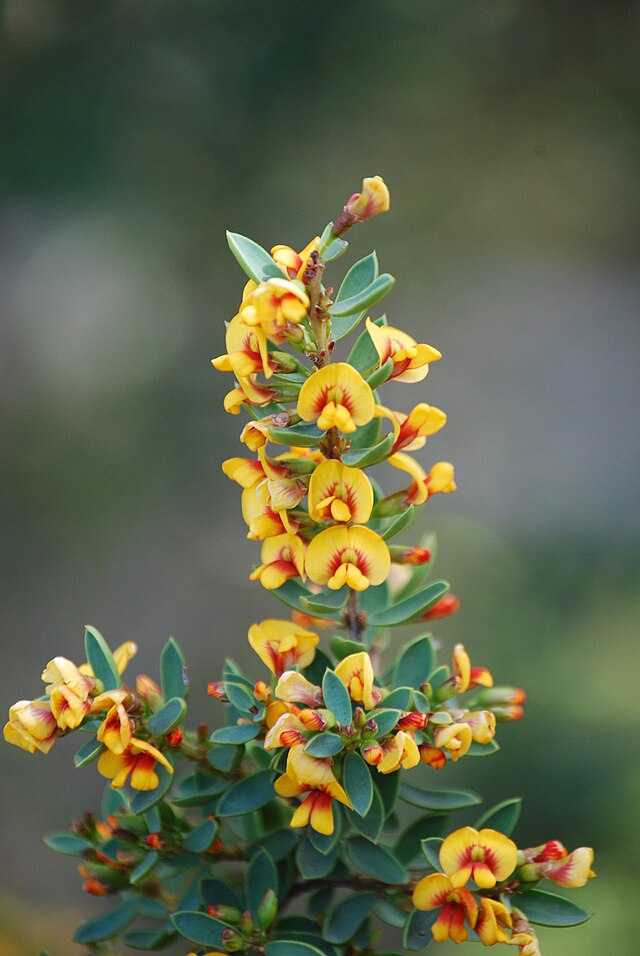 Eutaxia obovata