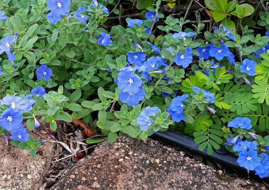 Evolvulus Blue Daze