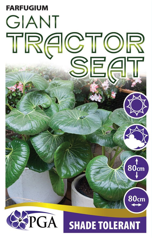 Farfugium ‘Giant Tractor Seat’
