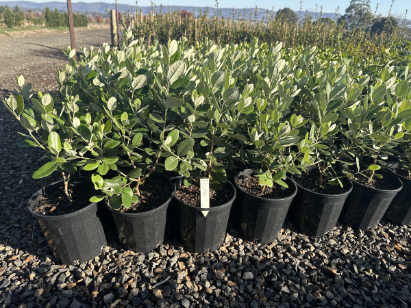 Feijoa sellowiana