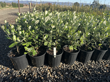 Feijoa sellowiana