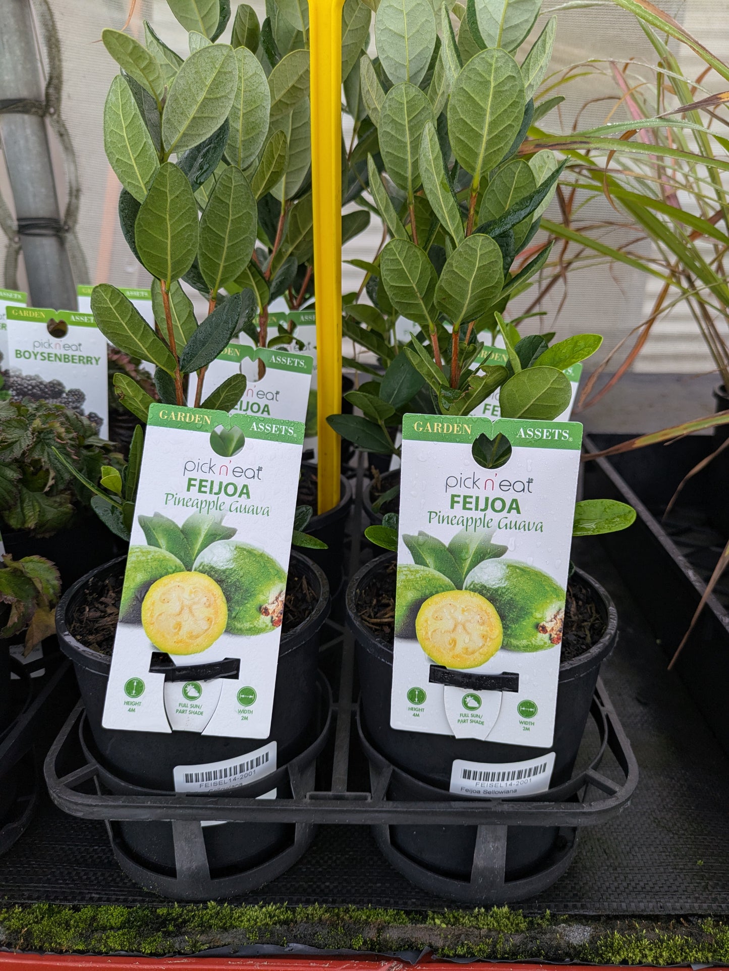 Feijoa sellowiana