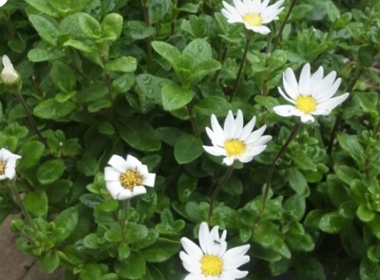 Felicia amelloides White