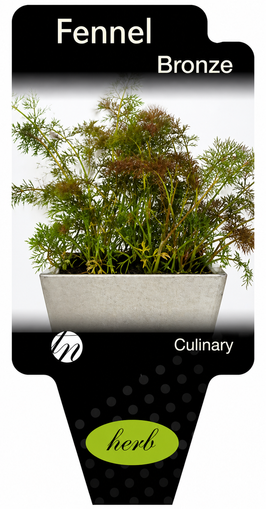 Fennel - Bronze Foeniculum vulgare var. rubrum