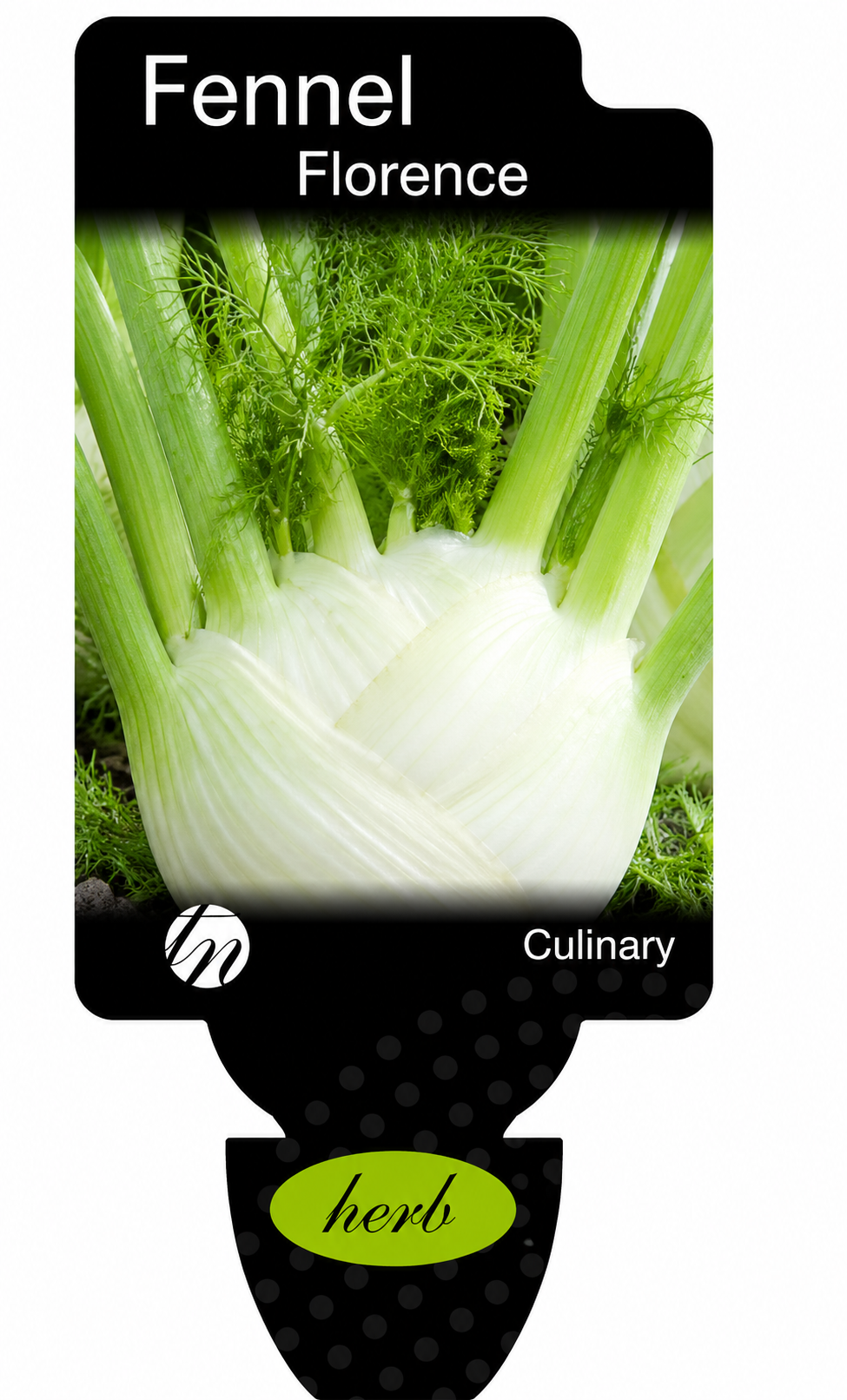 Fennel - Florence