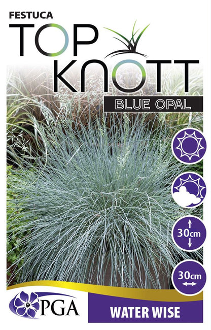 Festuca ‘Top Knot Blue Opal’