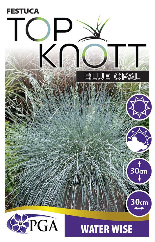 Festuca ‘Top Knot Blue Opal’