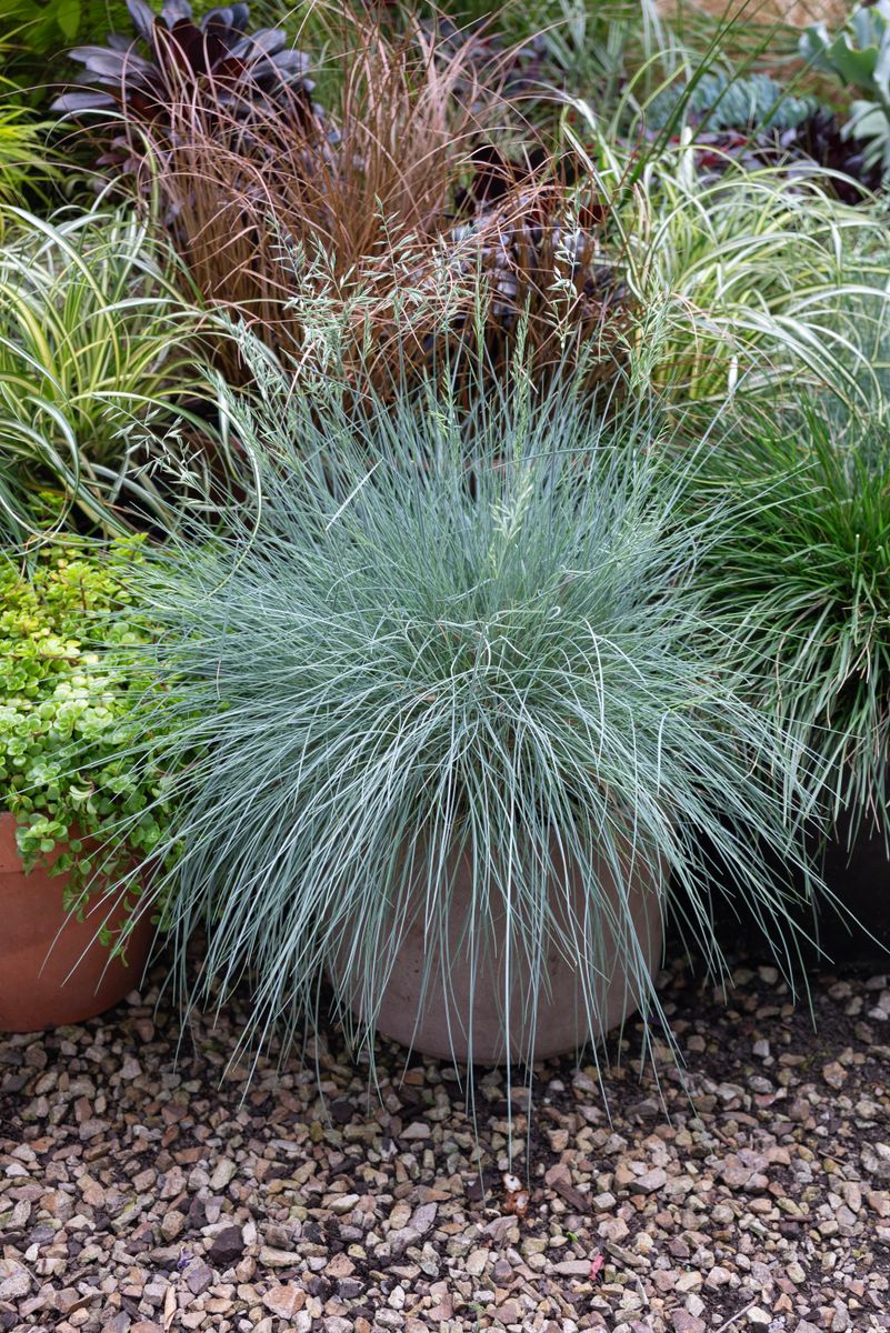 Festuca ‘Top Knot Blue Opal’