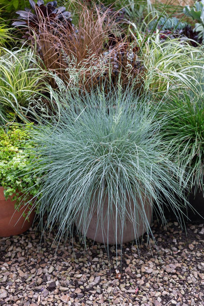 Festuca ‘Top Knot Blue Opal’