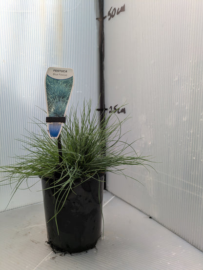 Festuca glauca