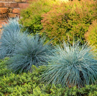 Festuca glauca Beyond Blue