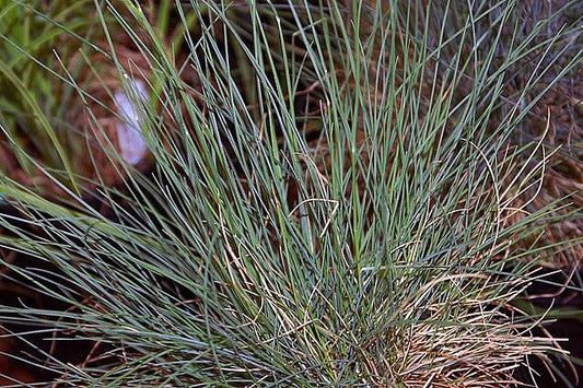 Festuca glauca Elijah Blue