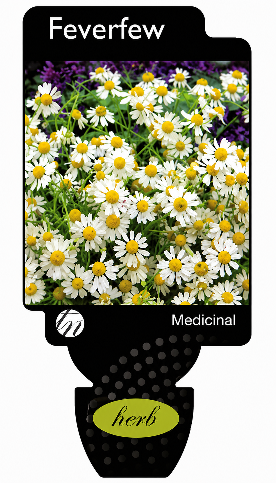 Feverfew Chrysanthemum parthenium