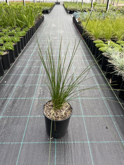 Ficinia nodosa (Syn. Isolepis)