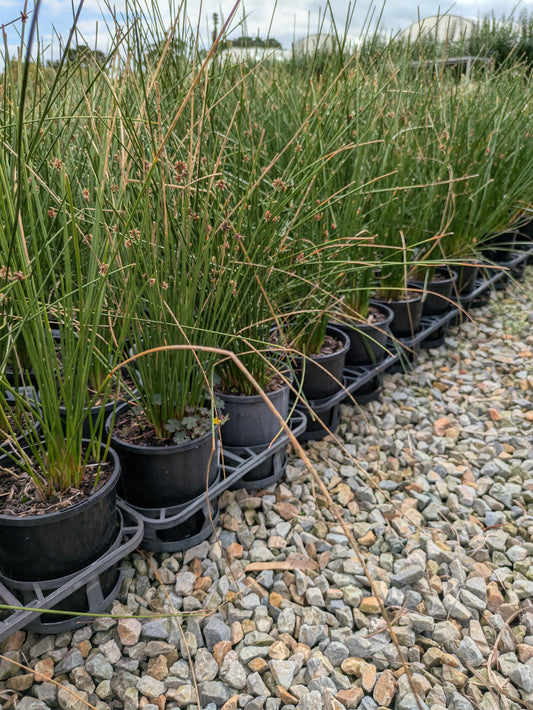 Ficinia nodosa (Syn. Isolepis)