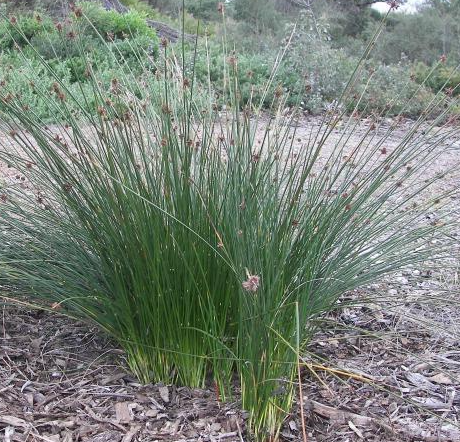 Ficinia nodosa (Syn. Isolepis)
