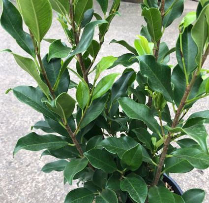 Ficus Emerald