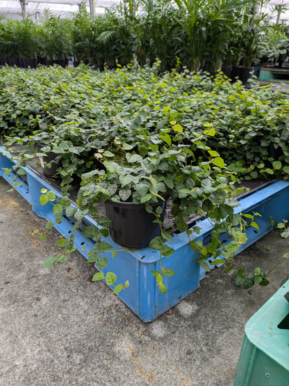 Ficus pumila