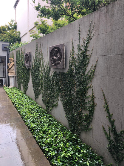 Ficus pumila