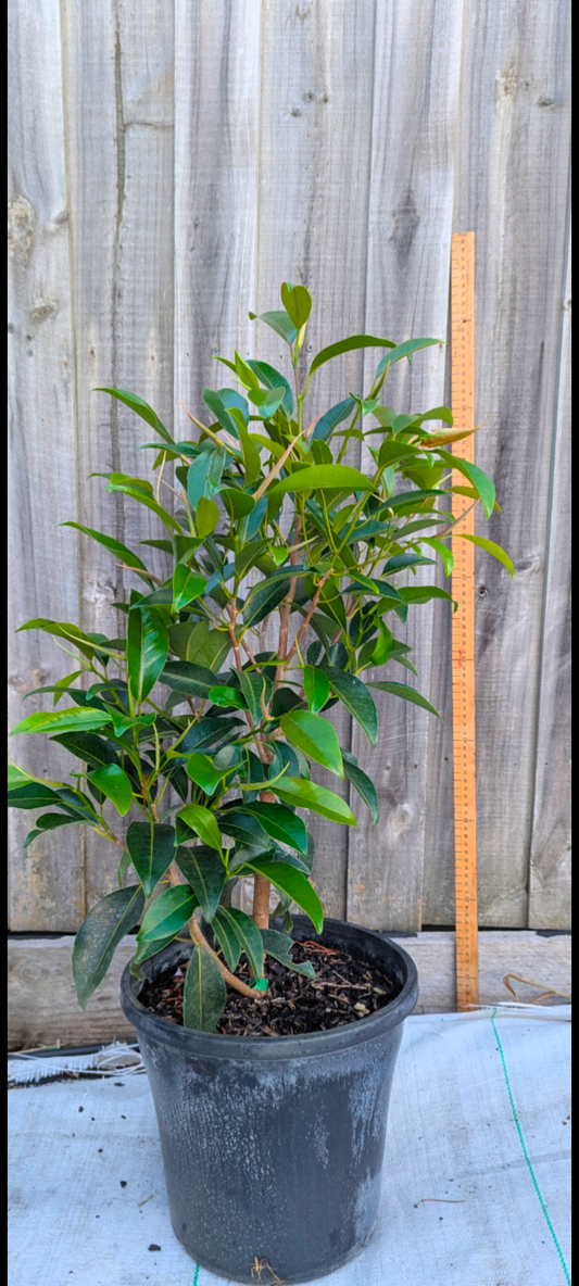 Ficus 'Figaro'
