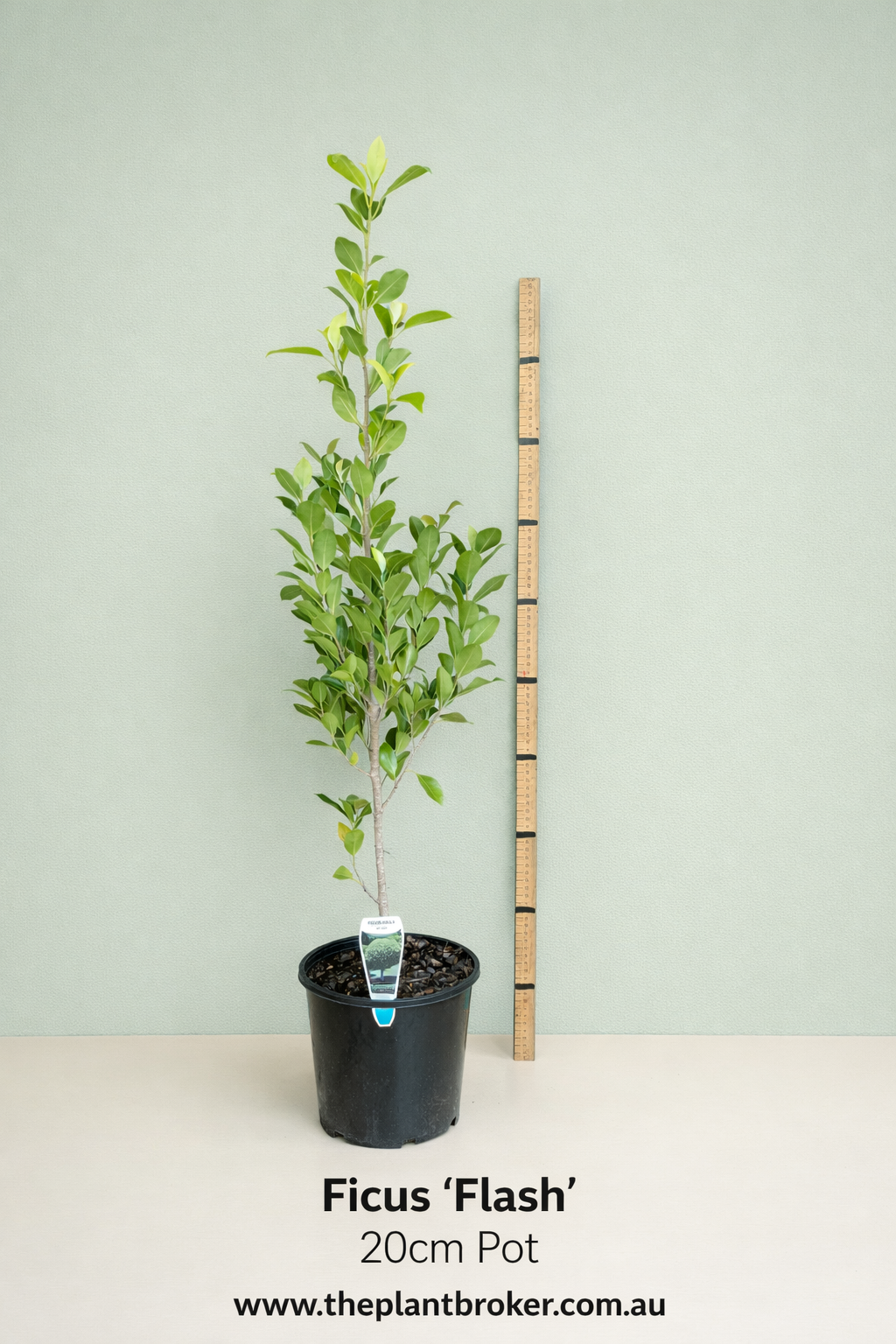 the plant broker