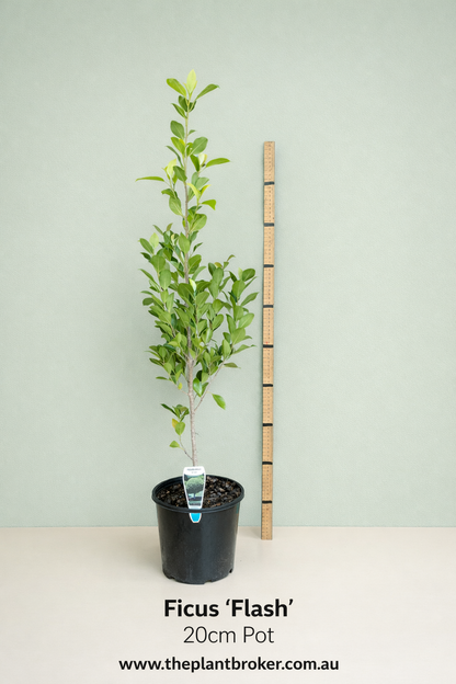Ficus hillii 'Flash'