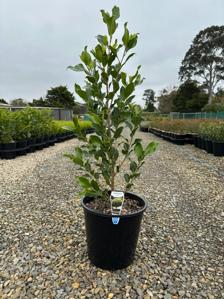 Ficus hillii 'Flash'