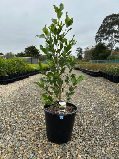 Ficus hillii 'Flash'