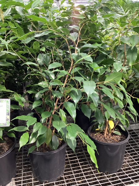 Ficus benjamina