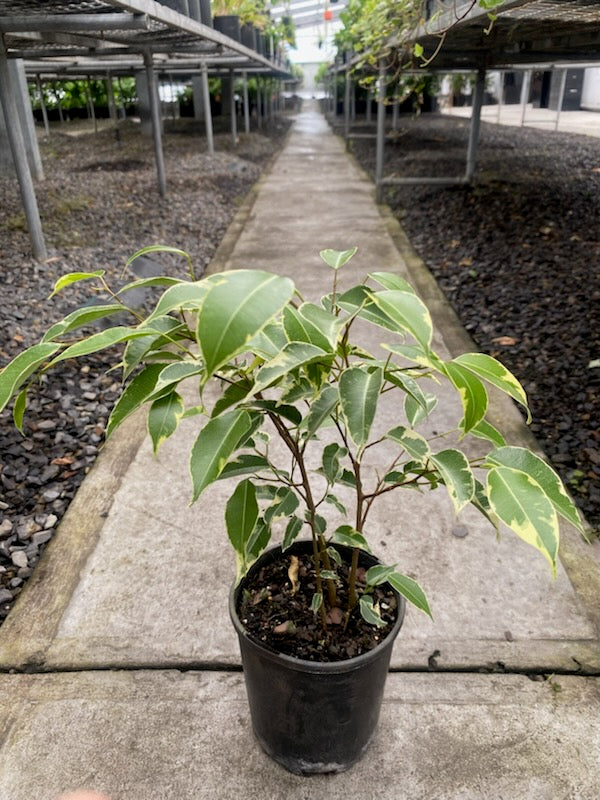 Ficus benjamina Variegated – The Plant Broker