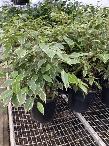 Ficus benjamina Variegated