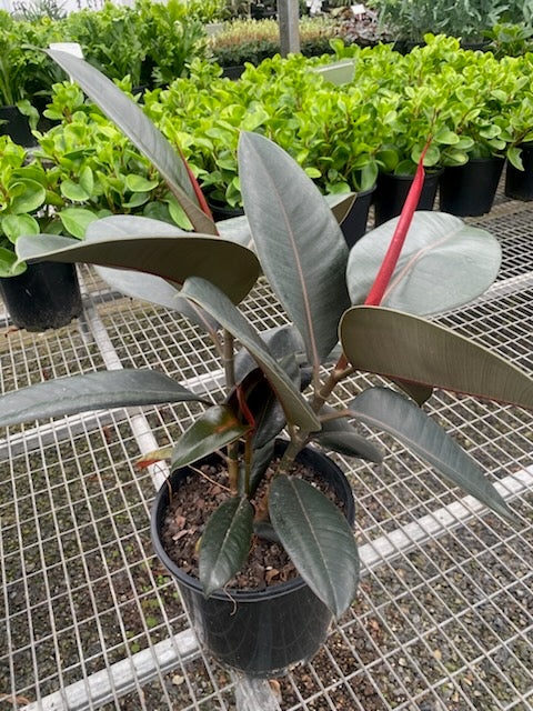 Ficus elastica 'Burgundy'