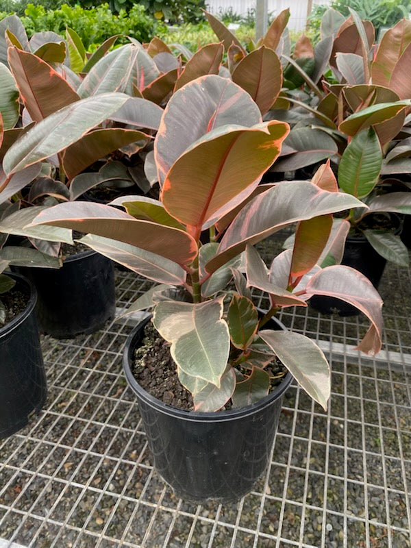Ficus elastica Ruby