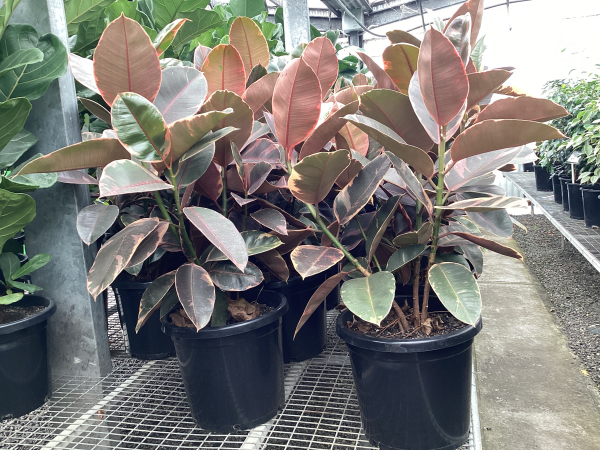 Ficus elastica Ruby