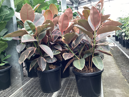 Ficus elastica Ruby