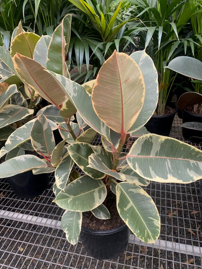 Ficus elastica Tineke