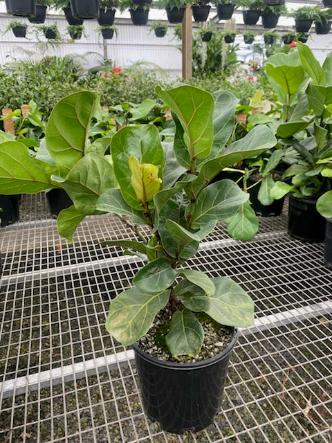 the plant broker