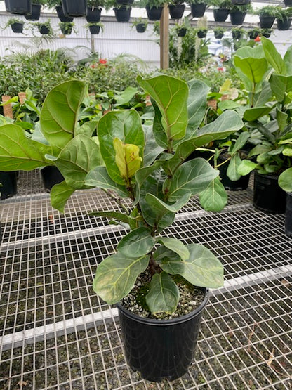 Ficus lyrata "Bambino"