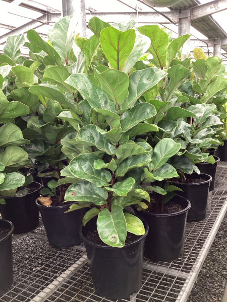 Ficus lyrata "Bambino"