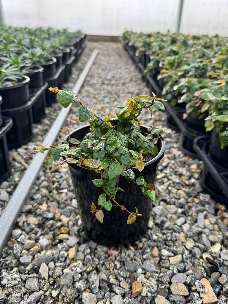 the plant broker