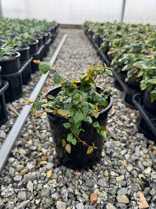 Ficus pumila 'Minima'