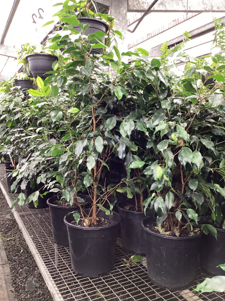 Ficus benjamina