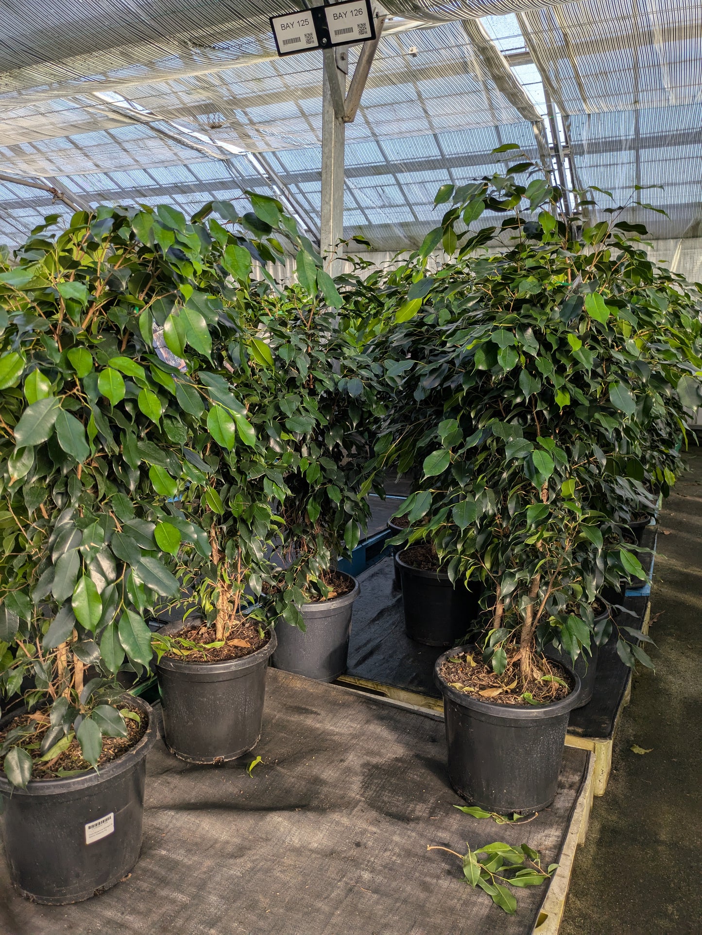 Ficus benjamina MIdnight Beauty