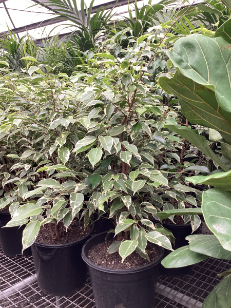 Ficus benjamina Variegated