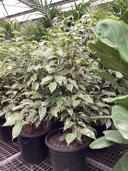 Ficus benjamina Variegated