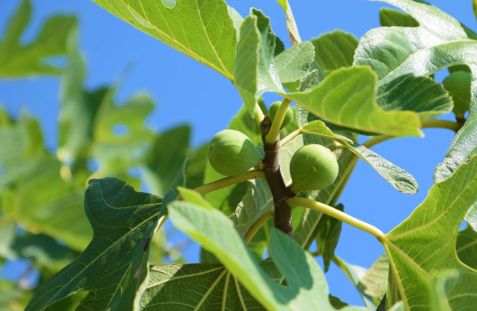 Ficus carica 'Black Genoa' (Fig)