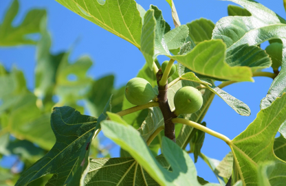 Ficus carica 'Black Genoa' (Fig)